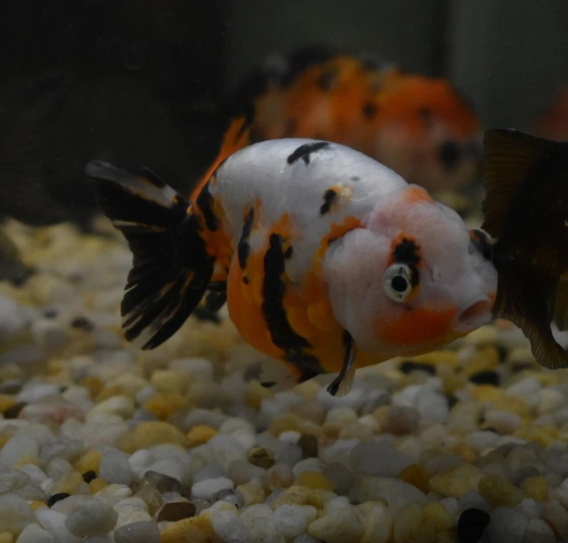 Live Calico Ranchu Fancy Goldfish (4" Freshwater Aquarium Fish) *PLS READ DESCR* 6
