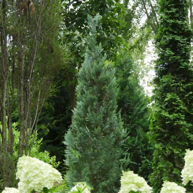 PINPOINT® Blue False Cypress - 4" pot - Chamaecyparis