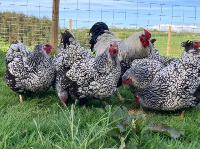 6 x Beautiful Pure Breed Silver Laced Wyandotte  Hatching Eggs.