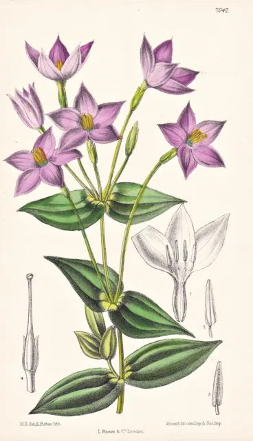 Chironia Peduncularis South Africa Blume Botanik botany Lithographie Curtis 7047