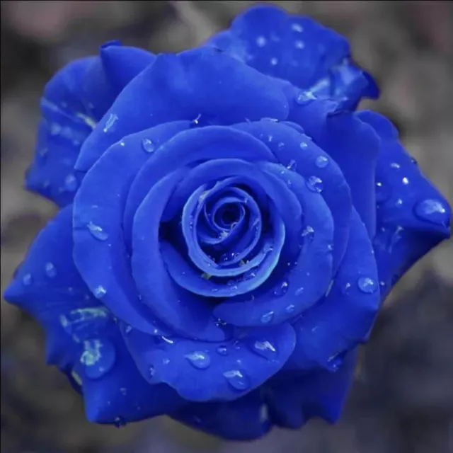 Rare Blue Rose Flower Seeds Garden Plants – 10x Viable Seeds