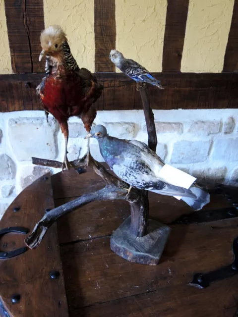 3 Anciens Oiseaux Naturalisé / Empaillés / Taxidermie