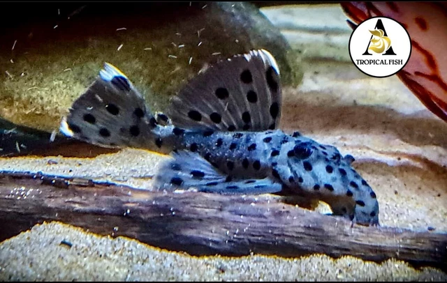 Pack of 5 -  L264 Sultan Pleco - Size 3cm+ (1.2Inch+) - High Quality Live Fish