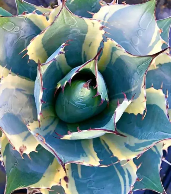 Agave parrasana cv ‘Impressionist’ VARIEGATED 4-6cm