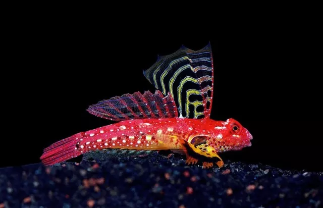 x3 Ruby Red Scooter Dragonet Pack  - Live Saltwater Aquarium! *FREE SHIPPING*