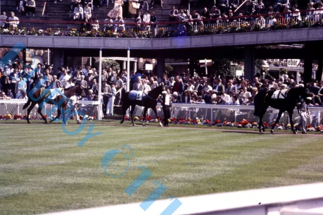 York Races 1982 parade ring   Original 35 mm Slide