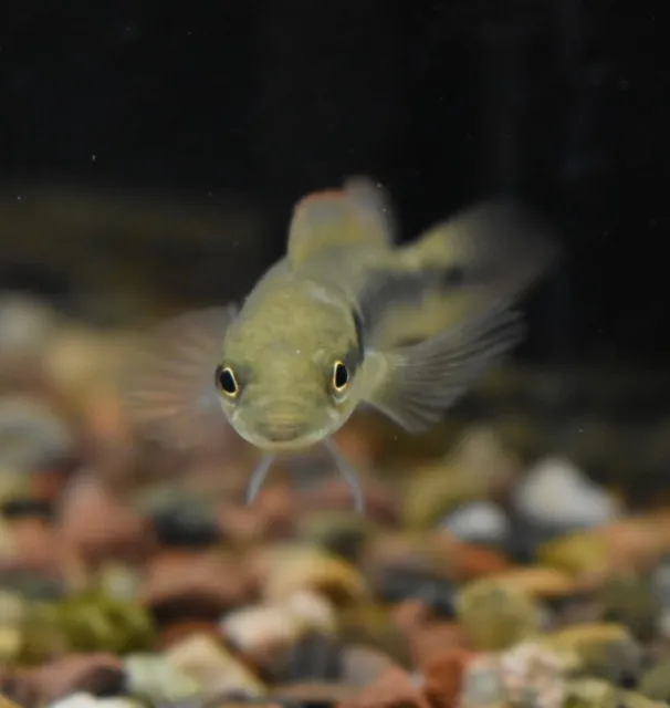 Live Lepidota Pike Cichlid (3-4" Aquarium Fish) *PLS READ DESCR*