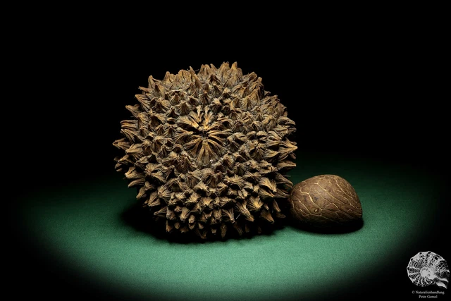 Phytelephas macrocarpa Sudamérica palma reciente frutos secos fruta seca decoración