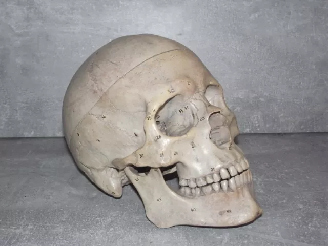 Anatomieschädel Totenschädel Totenkopf Anatomie Modell Schädel m. Zahlen vintage