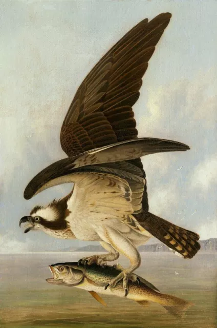 John James Audubon Osprey and Weakfish  Fine Art Giclee Canvas Print