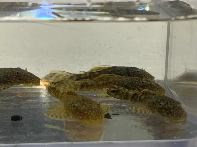 Chocolate Shortfin Bristlenose Pleco 2-2.5 Inch Live Aquarium Fish