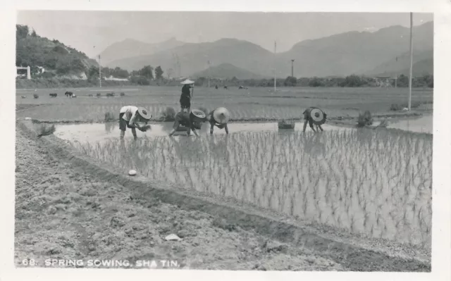 HONG KONG POSTCARD SPRING SOWING SHA TIN n.68 REAL PHOTO CHINA PRC