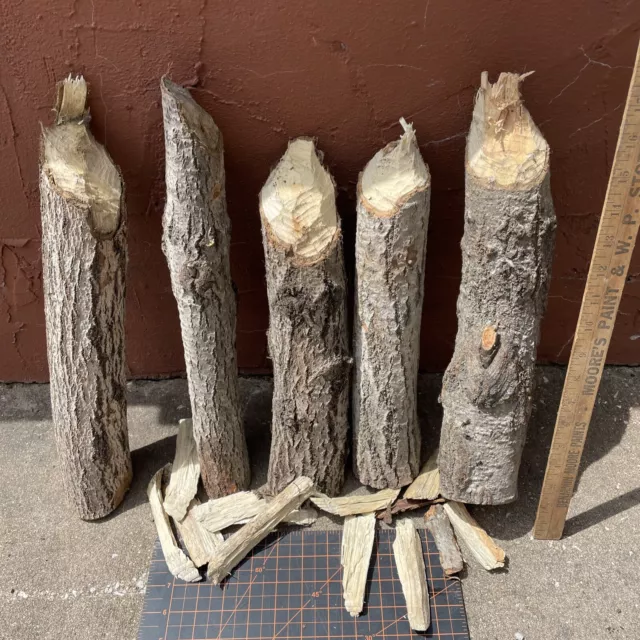 Beaver Chewed Logs - Gnawed Logs Taxidermy Special Lot! 14”-17” Long 2”-4” Wide