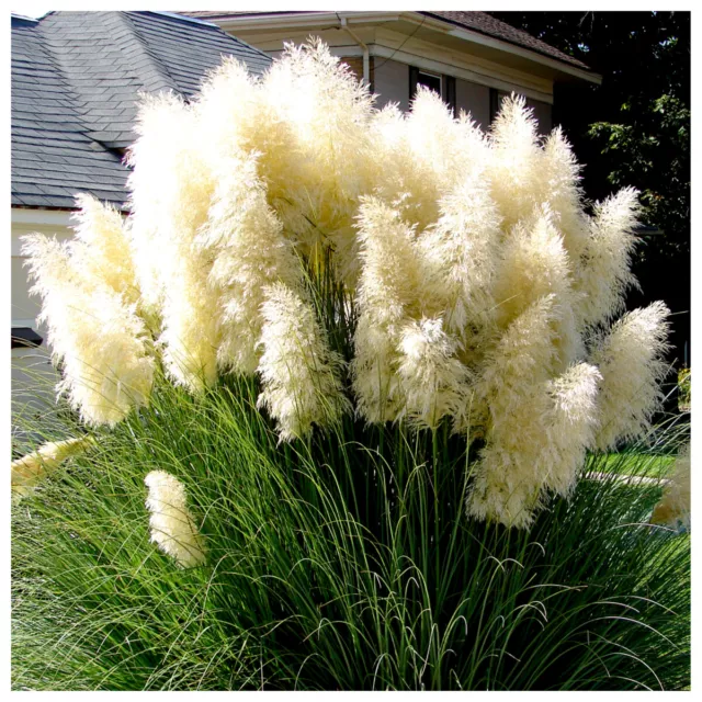 Cortaderia Selloana White Feather Grass Plant, 9cm Pot, Silky Ornamental Plumes