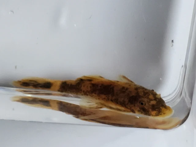 NEOAQUATICS Calico Pleco 1"+ Bushynose / Bristlenose