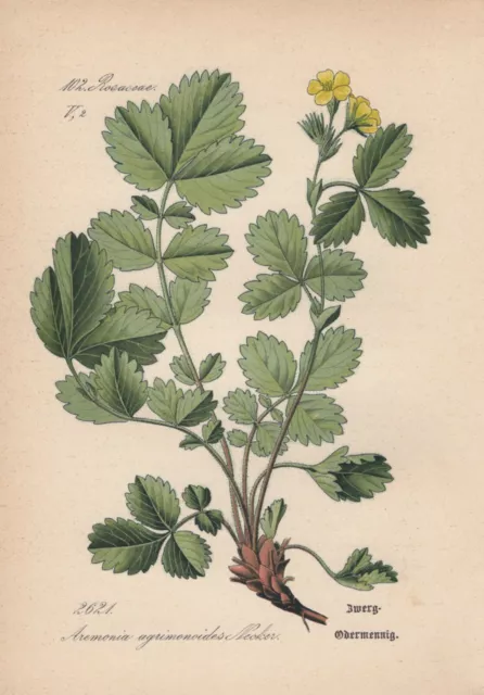 Zwerg-Odermennig (Aremonia Agrimonoides) Chromo-Lithographie De 1885 Agrimony