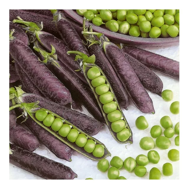 Vegetable - PEA PURPLE BLAUWSCHOK - 40 Premium Quality Seeds - 1st Class Postage