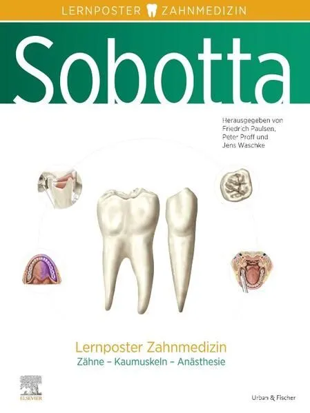 Sobotta Lernposter Zahnmedizin Paulsen, Friedrich, Jens Waschke und Peter Proff: