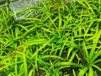 *BUY 2 GET 1 FREE* Dwarf Sagittaria Dwarf Sag Hair Grass Live Aquarium Plants ✅