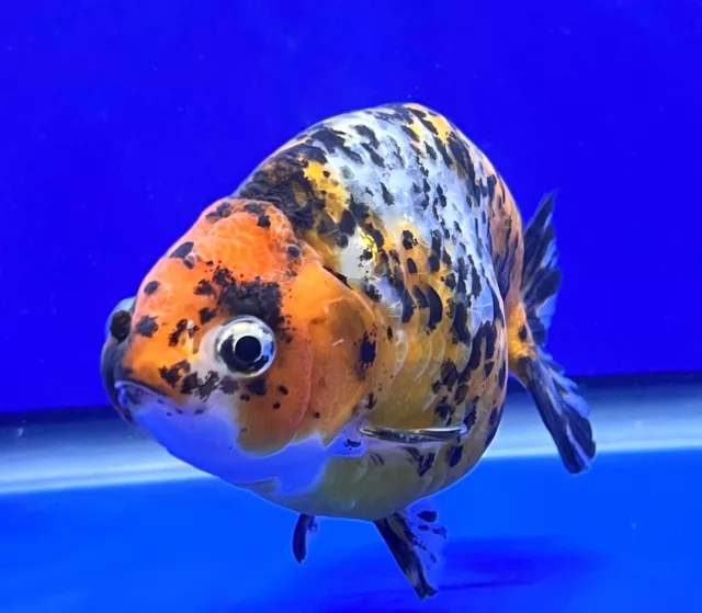Live Fancy Goldfish Calico Ranchu 4- 4.5 inches (1020_01_RC02)