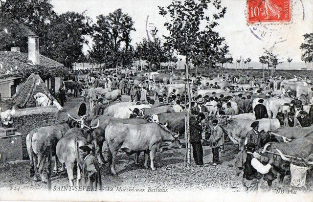 Carte Postale Ancienne – Attelage De Mules Dans Les Landes – Début 1900 – Scène De Vie