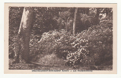 *** Chateauneuf-sur-Loire - Les Rhododendrons *** SD - CPA 1347