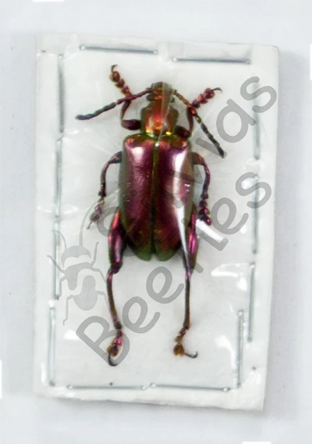 Beetles, Insects & Butterflies, Animals, Collectibles - PicClick CA