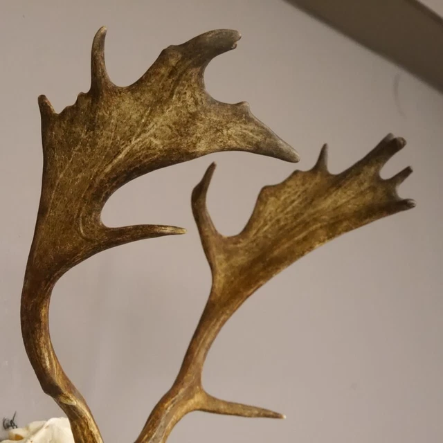 Gamo Dam Ciervo Cornamenta Toda Nariz Y Upper Jaw Asta de Ciervo Altura 64CM
