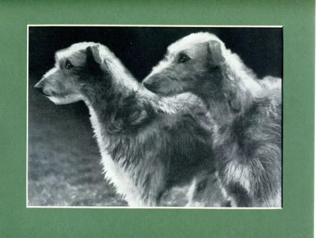 ~ Scottish Deerhound Puppies ~ Print Genuine Vintage circa 1935