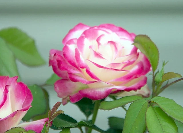 20 Graines De Rose Rosiers Couleur Noir - Jardin