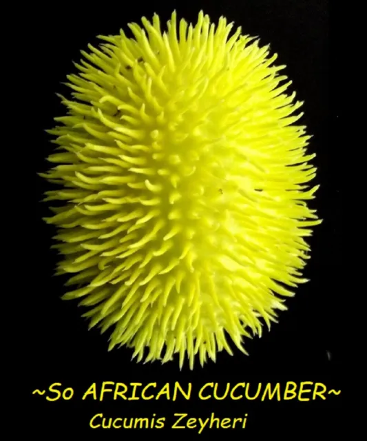 ~AFRICAN CUCUMBER~ Cucumis Zeyheri Spikey African Tropical Vine 30 Fresh Seeds