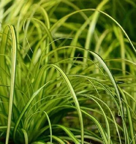 immergrünes Gras Gartensegge Carex Eversheen weiß grün zart Staude Ziergras