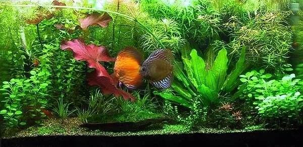 Lot Plantes spécial AXOLOTL 60L pour aquarium eau froide + 10 tiges gratuites 2