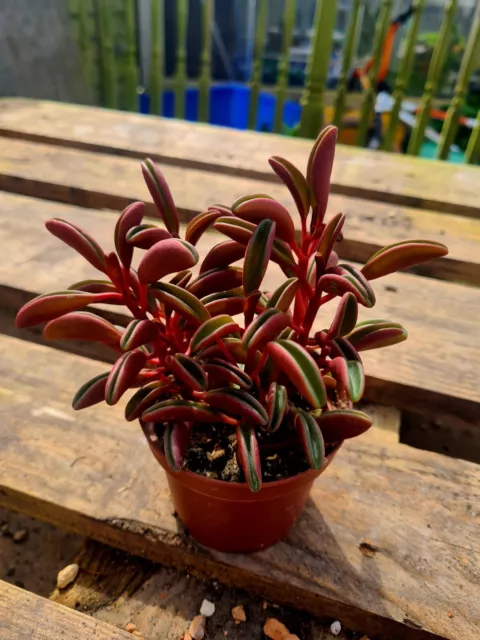 Peperomia Graveolens 'Ruby Glow' succulent in pot