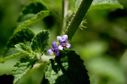 20 Semi Di Hyptis Suaveolens +Omaggio