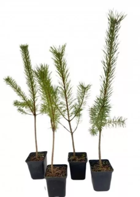 scots pine 24 trees 40-50cm