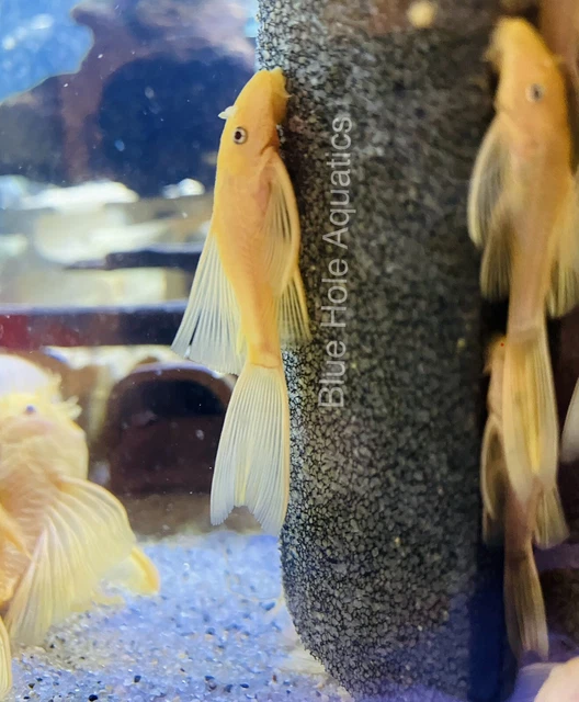 3 Pack L144 Longfin Blue Eye Lemon  Pleco 1.5”+