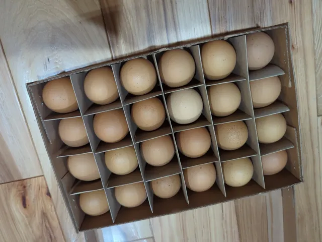 ¡24 huevos de pollo reales volados!