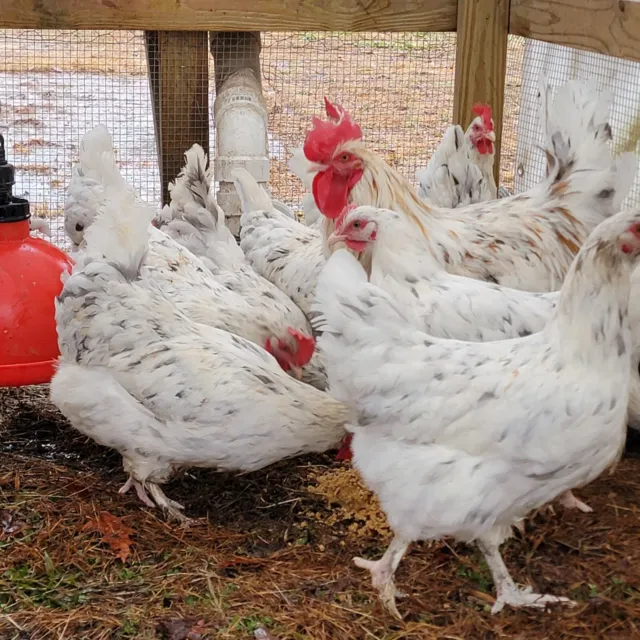 5+ Splash Copper Marans Hatching Eggs | TN NPIP | Nichols County