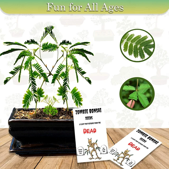 Zombie Bonsai Seed Packets (2 Pack) Sensory Bonsai Plant Reacts to To Touch