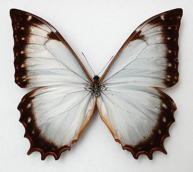male Morpho theseus ssp juturna from Jore Chavez Peru