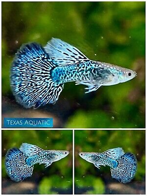 1 PAIR - Live Aquarium Guppy Fish High Quality - Blue Dragon - USA SELLER