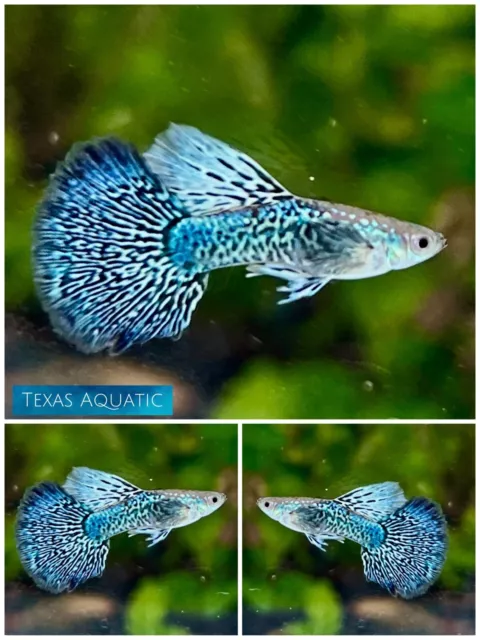 1X FEMALE - Live Aquarium Guppy Fish High Quality - Blue Dragon - USA SELLER