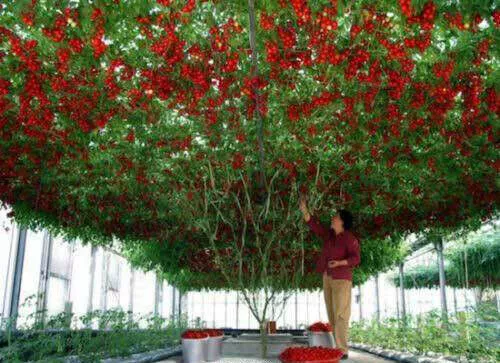 TOMATE GÉANT ARBRE - TOMATE GÉANT, 25 graines + LIVRAISON GRATUITE + CADEAU...