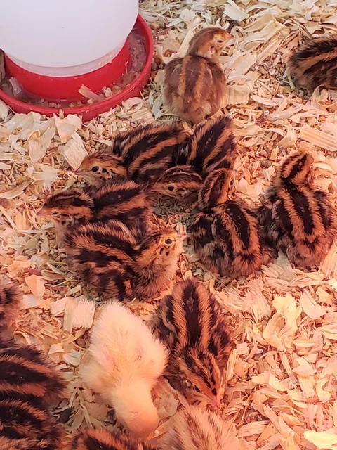 24 Jumbo Brown AND White Coturnix Quail Hatching Eggs (2 dozen) NPIP & AI CLEAN