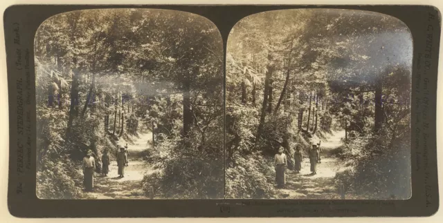 Japan Wald Holz Miyanoshita Foto Stereo Stereoview Vintage