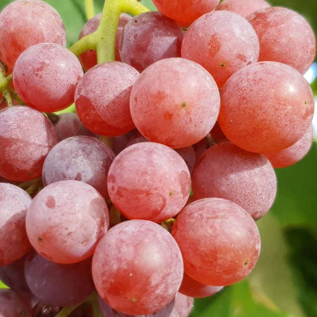 Weinrebe Reliance (kemlos) 1L