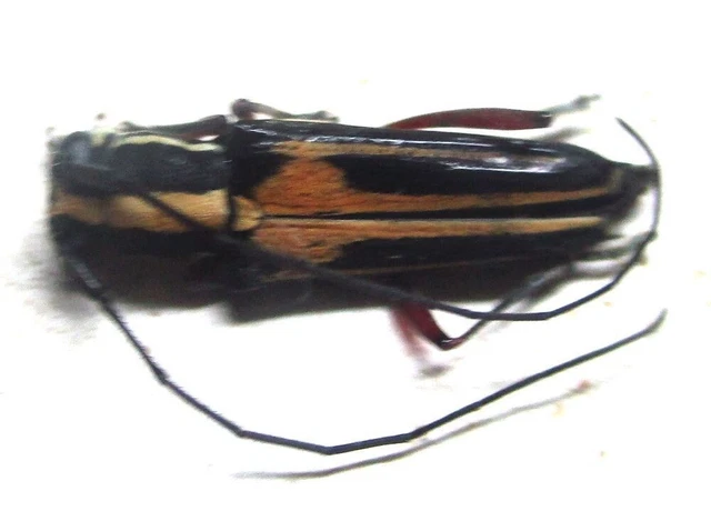 O008 PA : Cerambycidae: Glenea (Acutoglenea) theodosia palavensis 14mm********