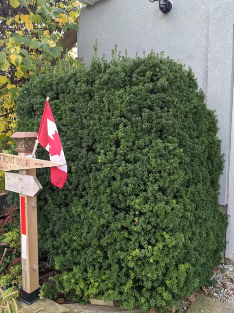 SEMILLA - de un tejo de Hicks - Taxus Media Hicksi - Perenne para seto/plantación/bonsái