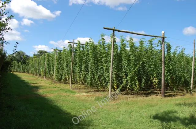 Photo 6x4 Hop Field Linkhill  c2011